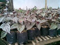 09petani.jpg